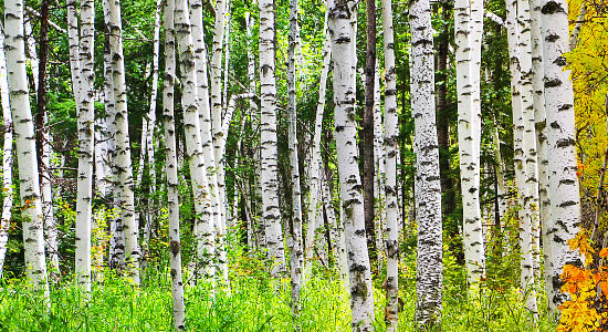 互聯(lián)網(wǎng)商業(yè)模式,數(shù)字品牌戰(zhàn)略,服務(wù)設(shè)計(jì),互聯(lián)網(wǎng)產(chǎn)品策劃