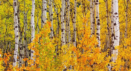 APP開(kāi)發(fā),微信小程序定制,電子商務(wù)系統(tǒng)